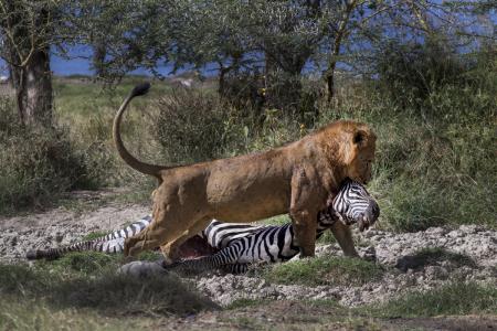 Predavanje - Žiri01